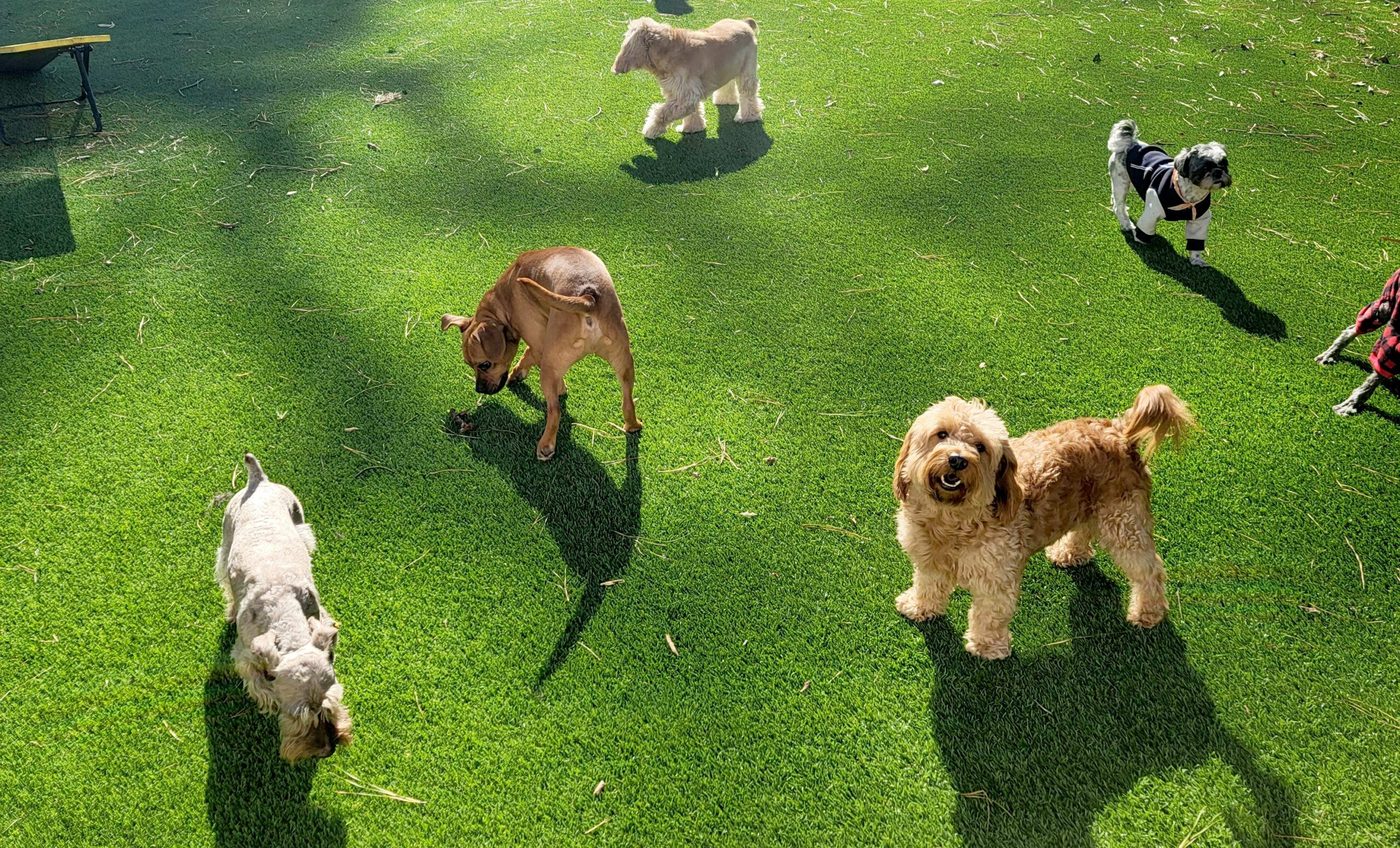 Daycare group on the turf at Best In Show Paws & Pastures in Fairburn, the subject of the FOX 5 Atlanta segment